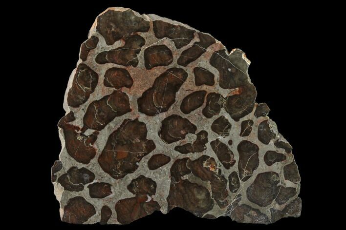Polished Linella Avis Stromatolite Slab - Million Years #130612